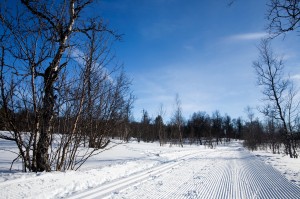 Längdskidor